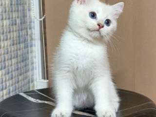 British shorthair golden shaded point (дорого) foto 7