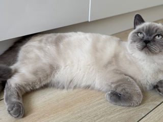 Motan de rasă pentru împerechere ( monta)– invităm pisici acasă la noi.  Кот для вязки ! фото 4