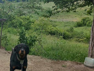 Vind Rottweiler foto 1