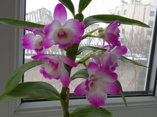 Orhidee Dendrobium foto 4