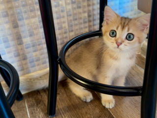 Golden kitten British shorthair foto 5