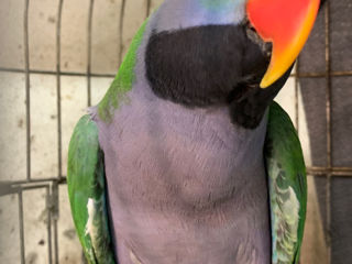 Китайские кольчатые попугаи птенцы выкормыши ручные,говорящие попугаи