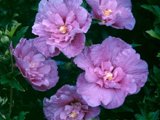 Hortensii,clematis,cala,azalii,hibiscus