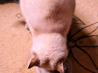 Motan Golden Chinchilla Point (Blue eyes) pt împerechere фото 7