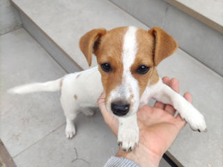 Jack Russel Terrier urgent! foto 2