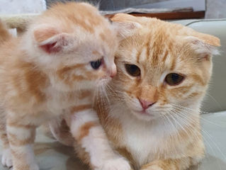 pisicuț+mama