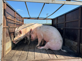 Cumpăr porci de 300+ kg