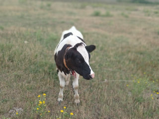 Se vinde vitica din vaca buna foto 5