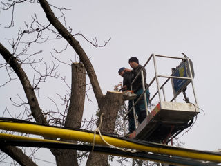 Oferim servicii de curatare a copacilor! Calitativ! foto 13