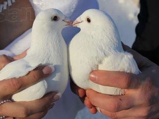 Bronarea auto pentru 2016 - Reducere + Porumbei albi frumosi foto 5