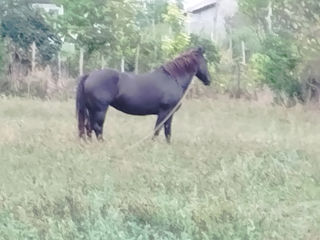 Vînd eapă mai multe întrebări sunaț foto 3