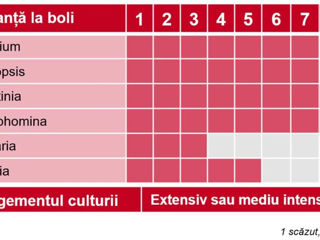 Hibrizi de floarea soarelui BASF Germania foto 6