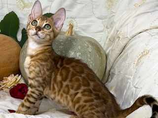 Bengal kittens. foto 2