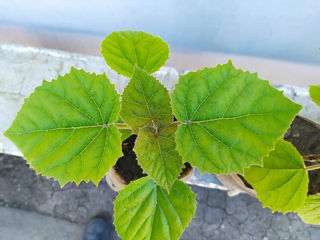 Seminte de Paulownia Tomentosa. Семена Павловнии Томентоса.. foto 5