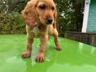 Cocker spaniel foto 2