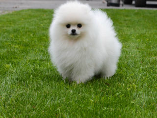 Spitz Pomeranian foto 2