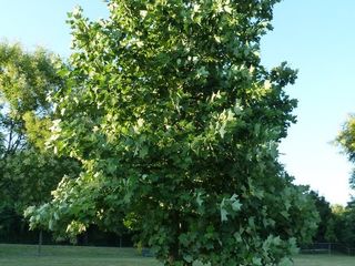 Тюльпановое дерево (Liriodendron tulipifera) foto 7