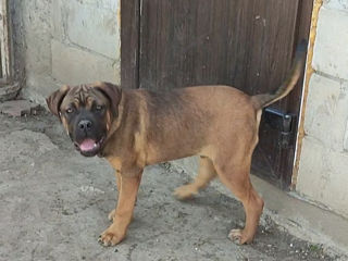 Cane corso  foto 2