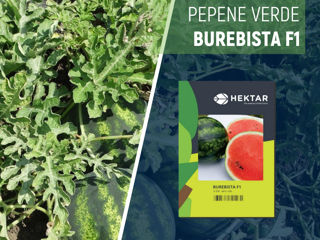 Semințe profesionale hibride de pepene verde/harbuz hektar foto 2