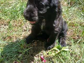 Cocker Spaniel foto 2