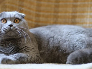 Montă - imperechere,cu motan scottish fold foto 6