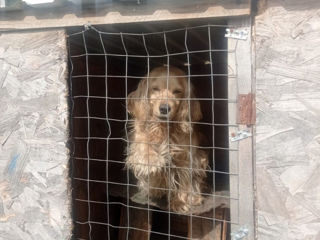 Vând Cocker Spaniel