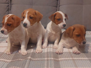 Vând căței jack russell terrier, născuți la 15 august. Or. Soroca foto 8