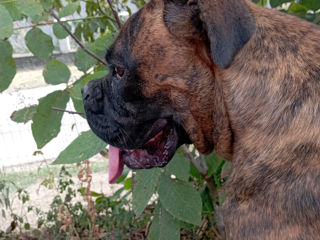 Boxer foto 2