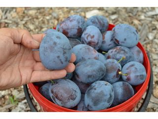 Pomi fructiferi - prun Stanley , Top - Hit ,  Agelino, Ciornîi Prinț , Piteșteanu , Blue Free foto 3