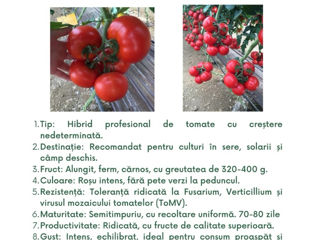 semințe profesionale de tomate, create de Sakata foto 12