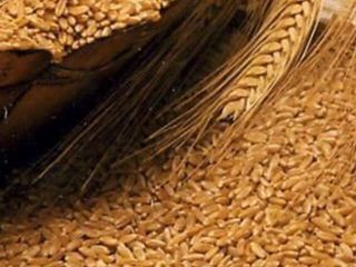 Куплю 1 тоны пшеницы в мешках по 3,20 лея./кг- с доставкой в оргеев foto 1