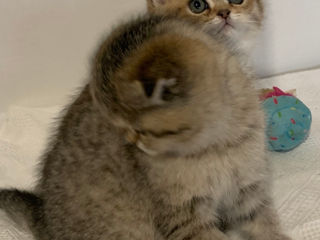 Pisici Scottish  fold/ straight