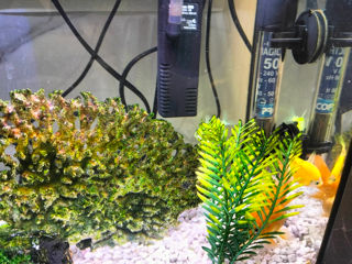 Acvarium cu pesti foto 4