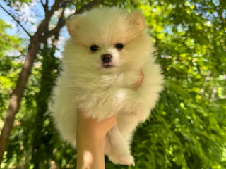 Mini Spitz Pomeranian