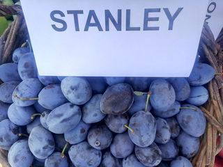 Pomi fructiferi - prun Stanley , Top - Hit ,  Agelino, Ciornîi Prinț , Piteșteanu , Blue Free foto 8