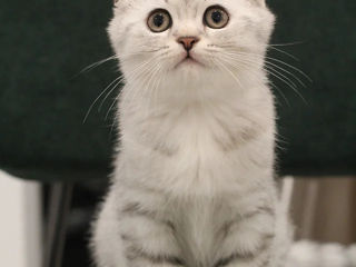 Chinchilla Silver Scottish Fold