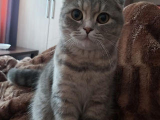 Pisică Scottish fold foto 5