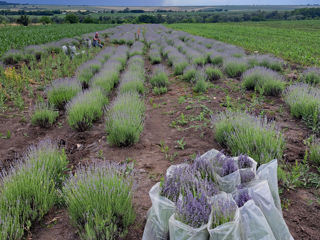 Lavanda foto 10