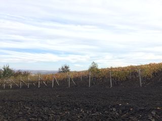 Cruzești/teren agricol / construcție foto 6