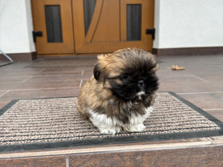 Shih Tzu foto 4