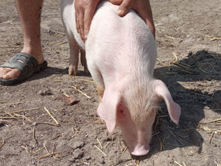 Porci în vînzare