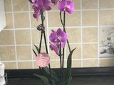 Орхидей гигант foto 7