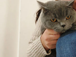 Motan British Shorthair foto 2