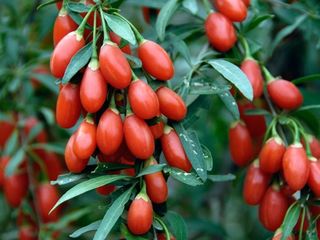 Goji puieti.   продаём саженцы годжи -lycium barbarum тибетский вид. ягоды сладкие. foto 1
