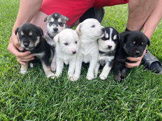 Vînd Metis Labrador & Husky foto 1