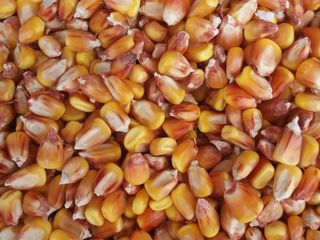 Куплю- 1- тоны кукурузы в мешках по- 4 лея/кг.( с доставкой в оргеев) foto 1
