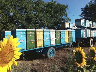 семьи пчелы мед спец прицепы  улья рамки