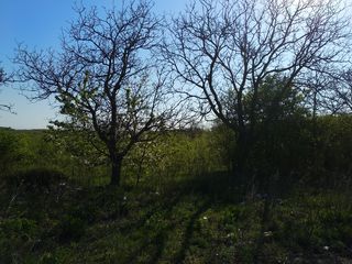 Отличный участок для благоустройства базы отдыха или престижных вилл. foto 2