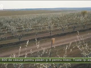 Căsuțe pentru păsări în livezi foto 4