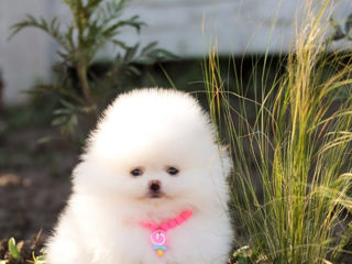 Micro (toy)Spitz Pomeranian